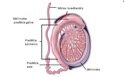 seklinieka cista